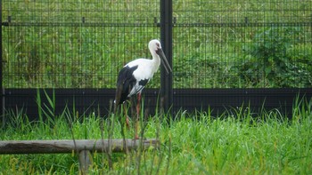 コウノトリ コウノトリの里(野田市) 2020年9月17日(木)