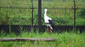 コウノトリ コウノトリの里(野田市) 2020年9月17日(木)