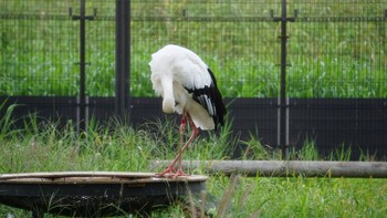 コウノトリ コウノトリの里(野田市) 2020年9月17日(木)