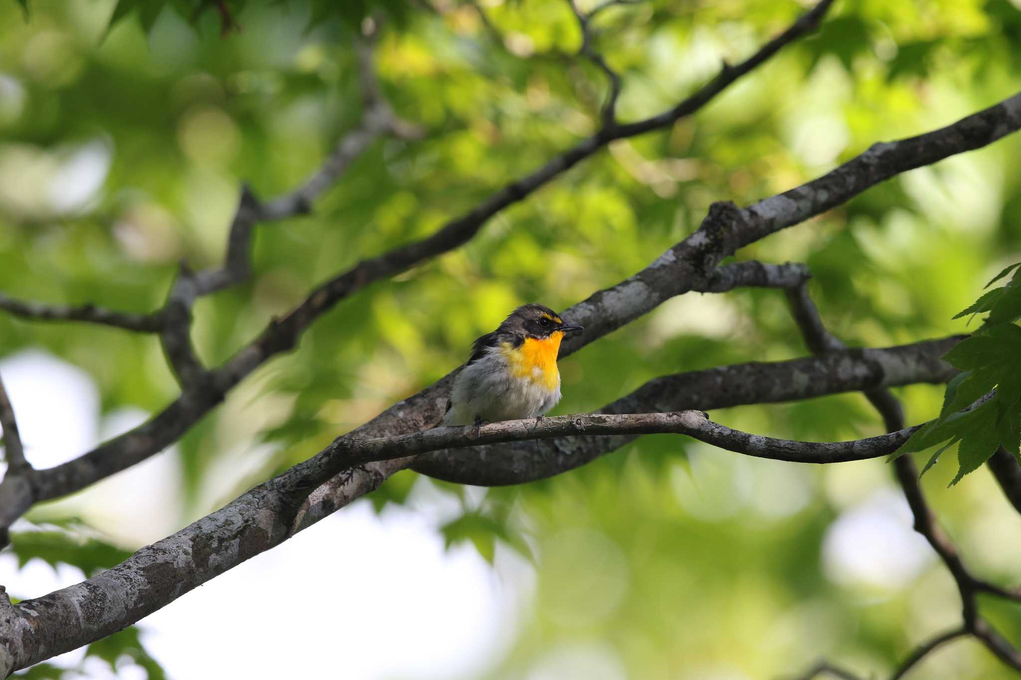 Narcissus Flycatcher