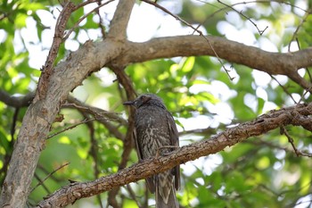 Brown-eared Bulbul Kasai Rinkai Park Sat, 5/21/2016