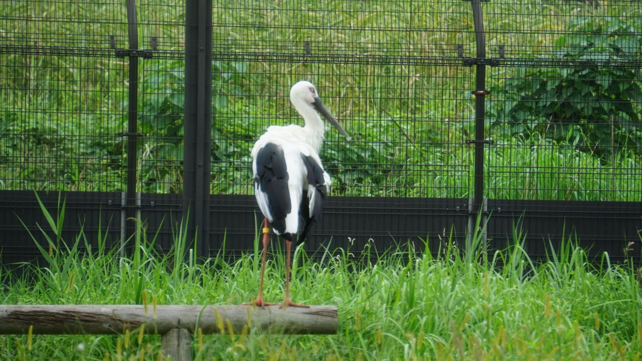 コウノトリ