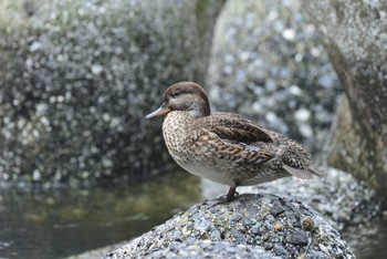 2020年9月17日(木) 東京都港区の野鳥観察記録