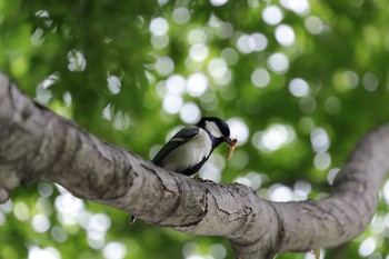 Japanese Tit Koishikawa Korakuen Sat, 6/4/2016