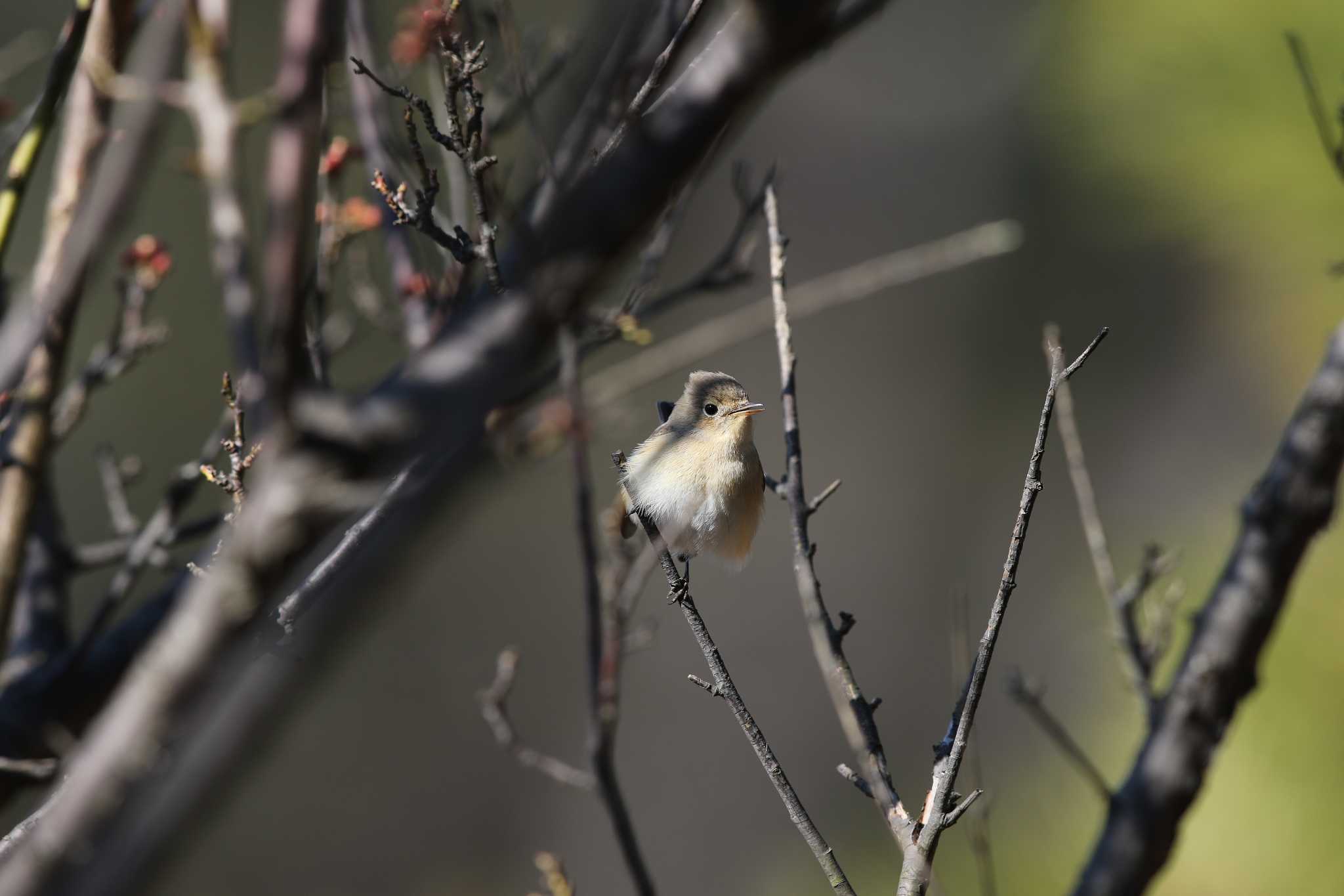 八柱霊園 オジロビタキの写真 by Trio