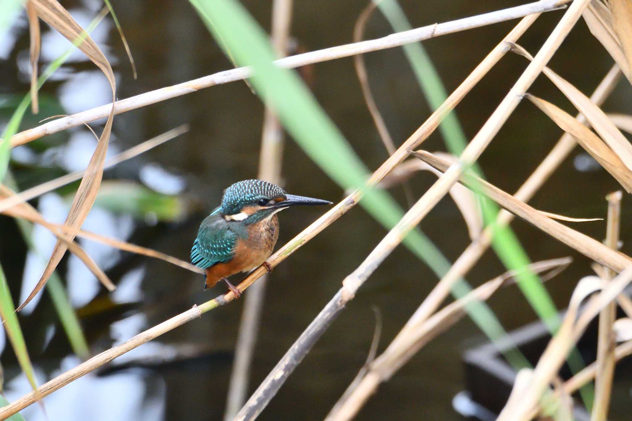 Common Kingfisher