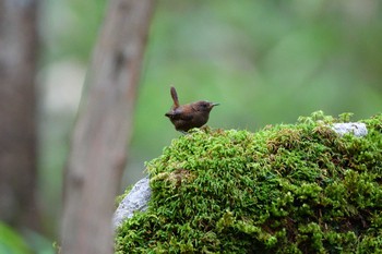 ミソサザイ 奈良県 2020年8月2日(日)