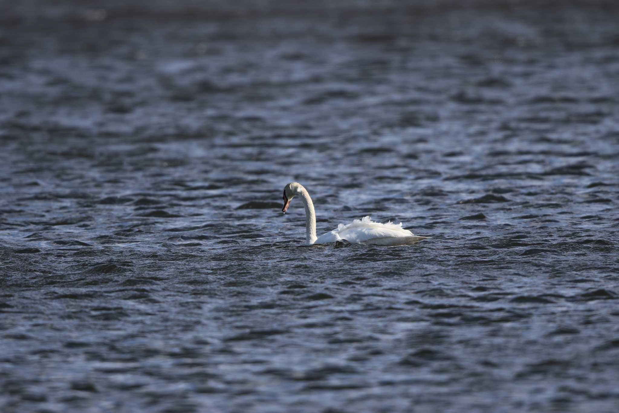 ウトナイ湖 コブハクチョウの写真