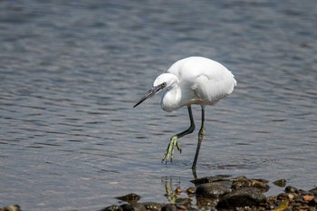 コサギ 魚住海岸 2020年8月30日(日)