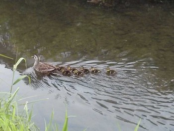 Eastern Spot-billed Duck 弘前市土淵川 Fri, 6/24/2016