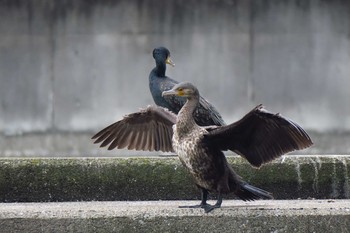 Great Cormorant 金井遊水地(金井遊水池) Sat, 6/25/2016