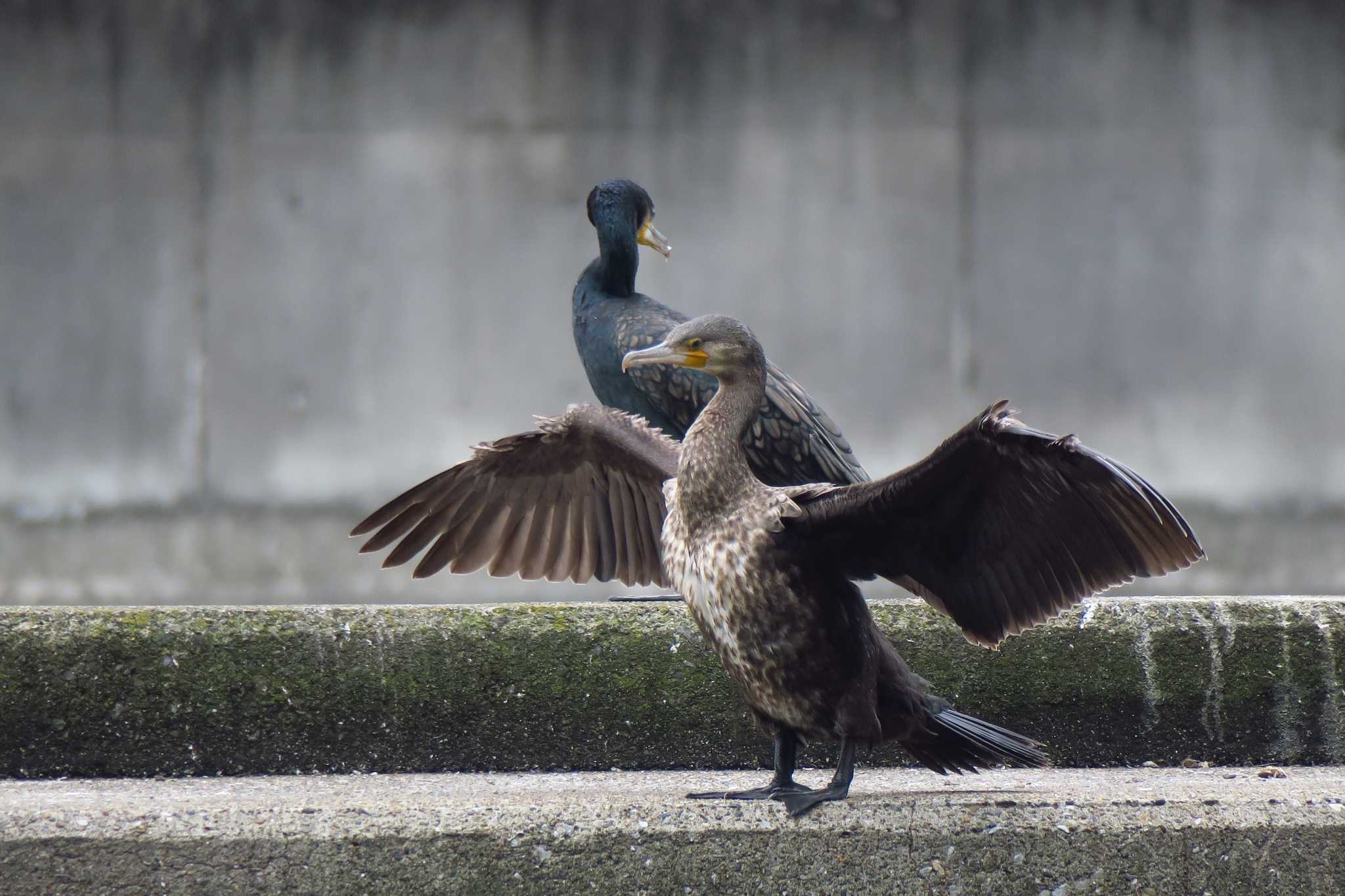 カワウ幼鳥