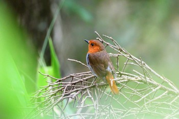 2020年8月2日(日) 奈良県の野鳥観察記録