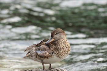 2020年9月18日(金) 東京都港区の野鳥観察記録