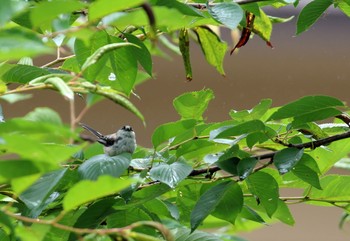 Long-tailed Tit 竹田市 Fri, 6/19/2020