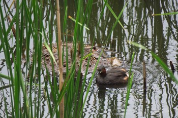 Little Grebe 金井遊水地(金井遊水池) Sat, 6/25/2016