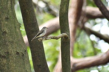 Asian Brown Flycatcher Unknown Spots Fri, 9/18/2020