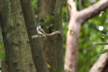 Asian Brown Flycatcher Unknown Spots Fri, 9/18/2020