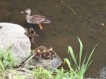 Eastern Spot-billed Duck 弘前市土淵川 Fri, 6/24/2016