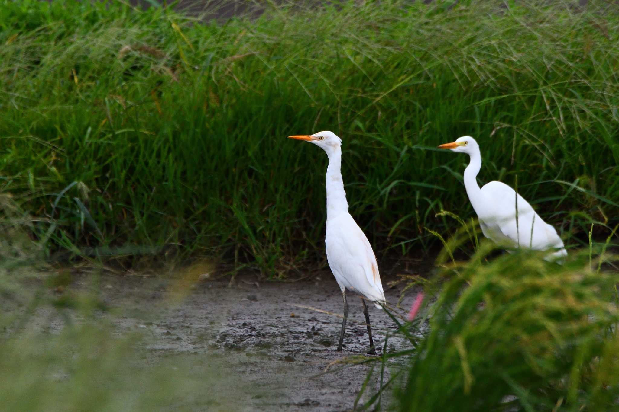 平塚田んぼ アマサギの写真