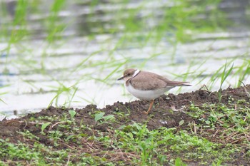 Little Ringed Plover 田谷 Sat, 6/25/2016