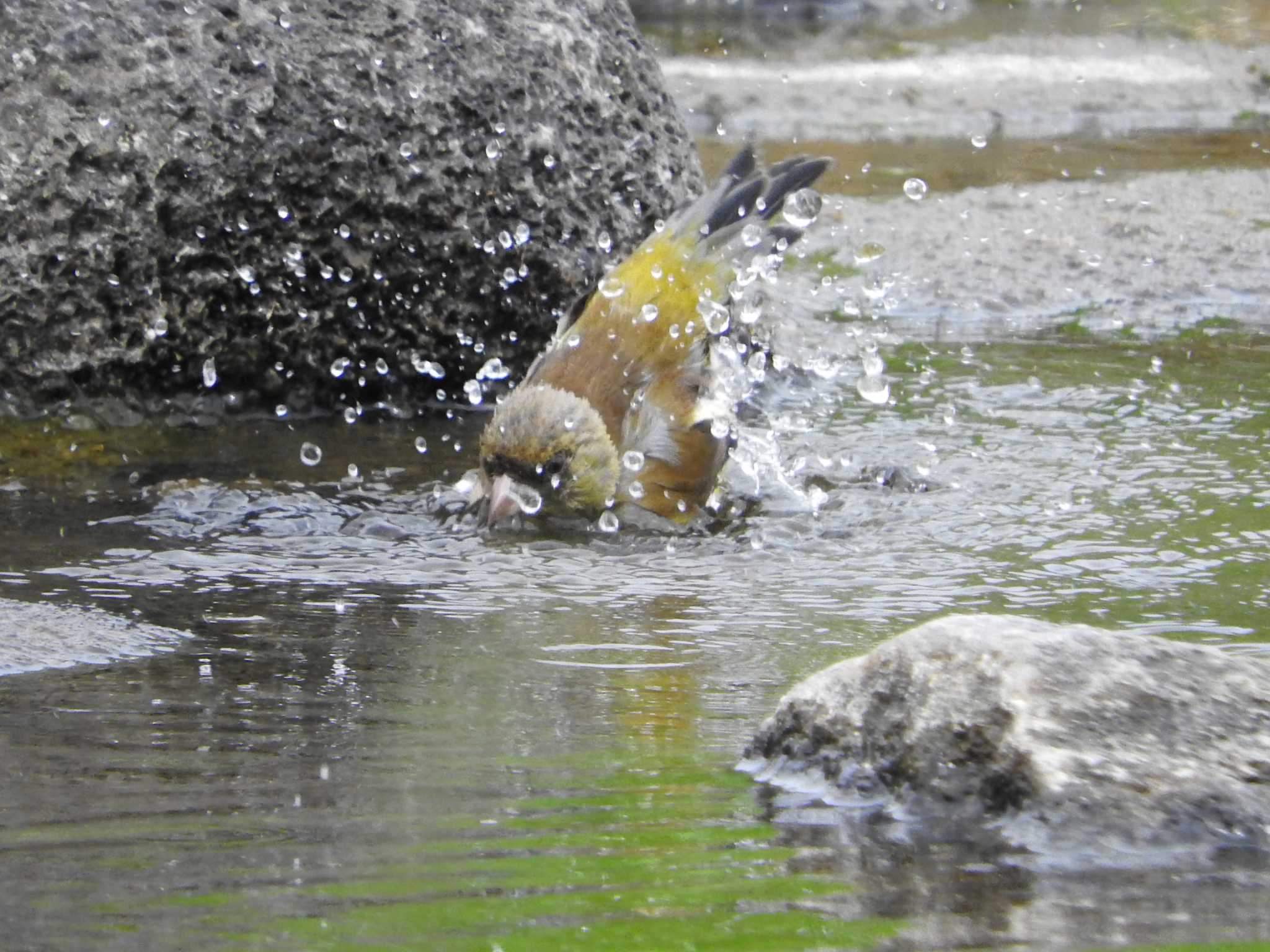  カワラヒワの写真