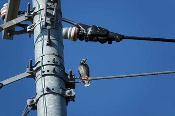 White-cheeked Starling 倉敷市藤戸町 Sat, 9/19/2020