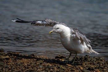 カモメ 魚住海岸 2020年8月30日(日)