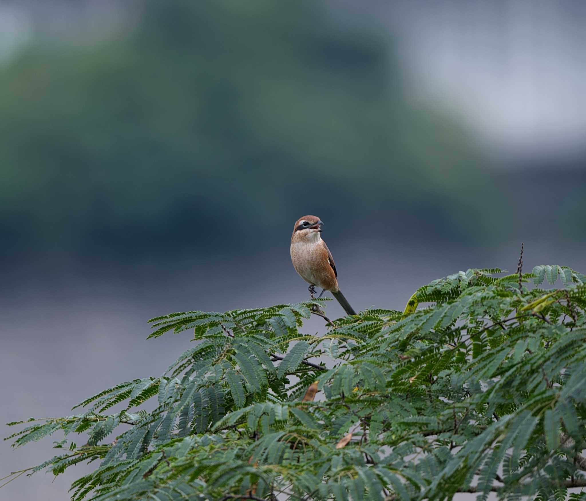 今季初の「高鳴き」