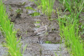 White Wagtail 田谷 Sat, 6/25/2016