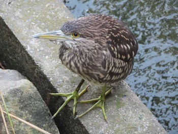 Black-crowned Night Heron Kasai Rinkai Park Sat, 9/19/2020