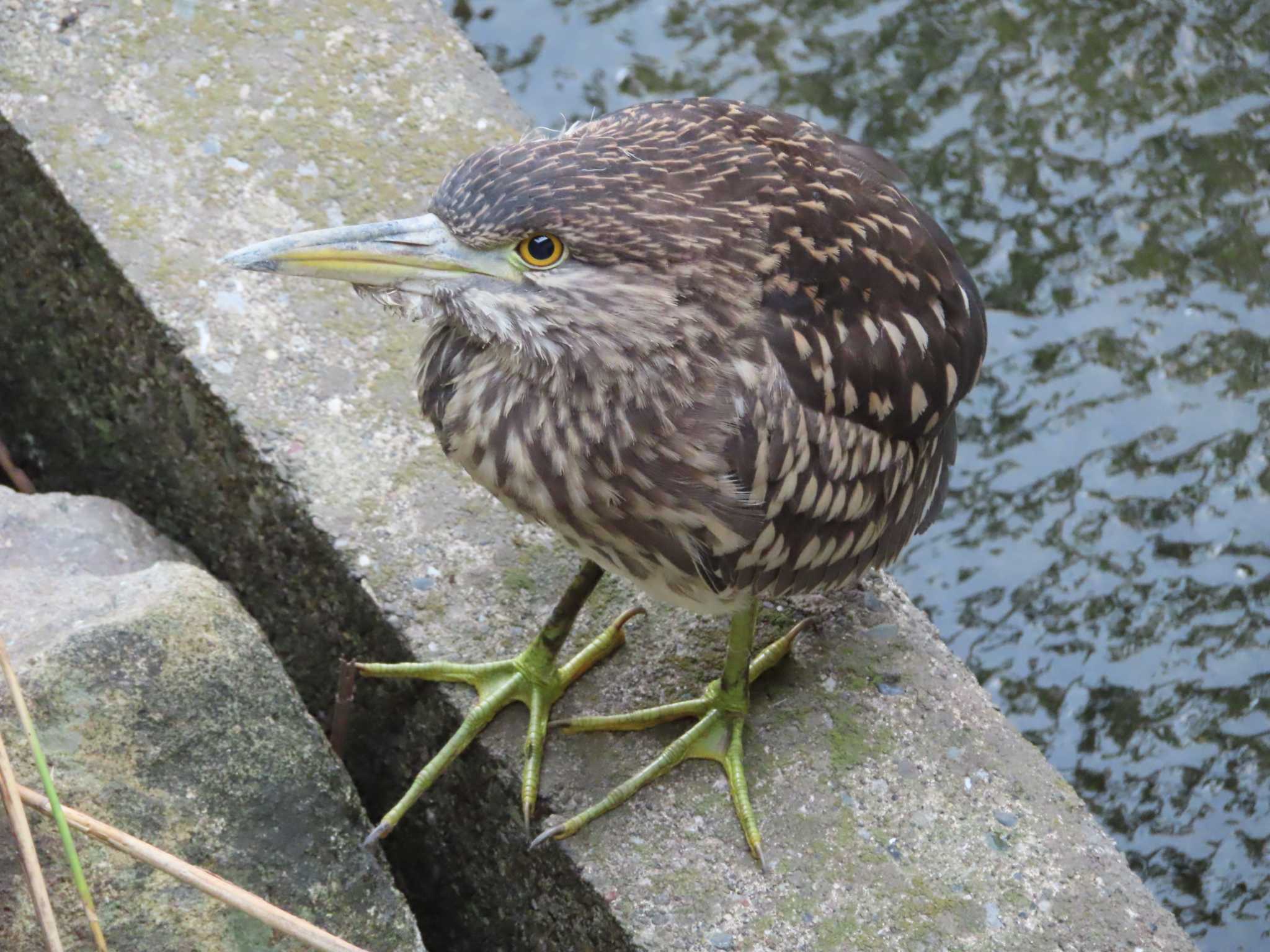 Photo of Black-crowned Night Heron at Kasai Rinkai Park by ゆ