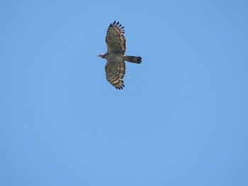 2020年9月19日(土) 測量山の野鳥観察記録