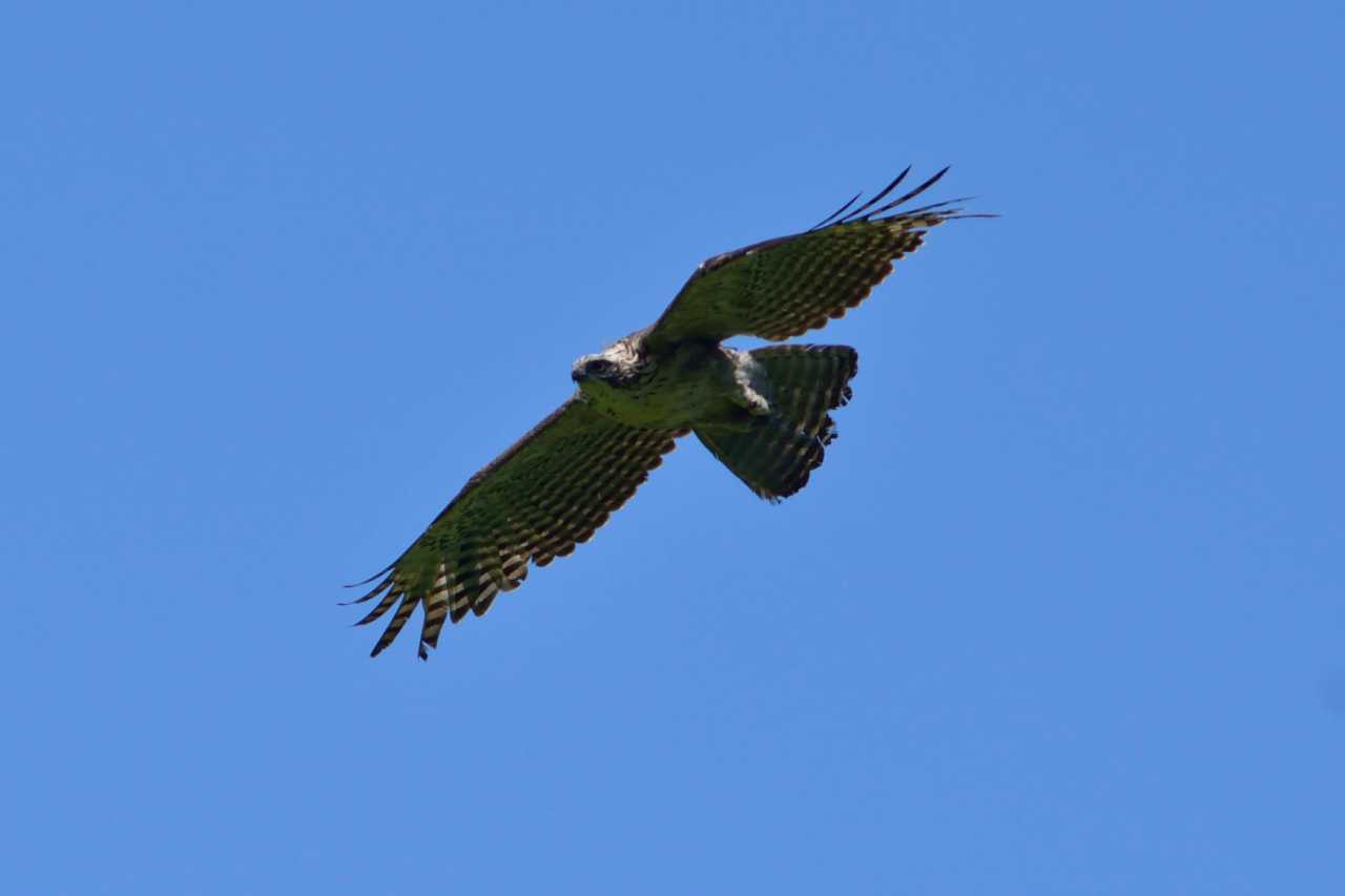 Photo of Mountain Hawk-Eagle at 群馬県 by Kazuyuki Watanabe