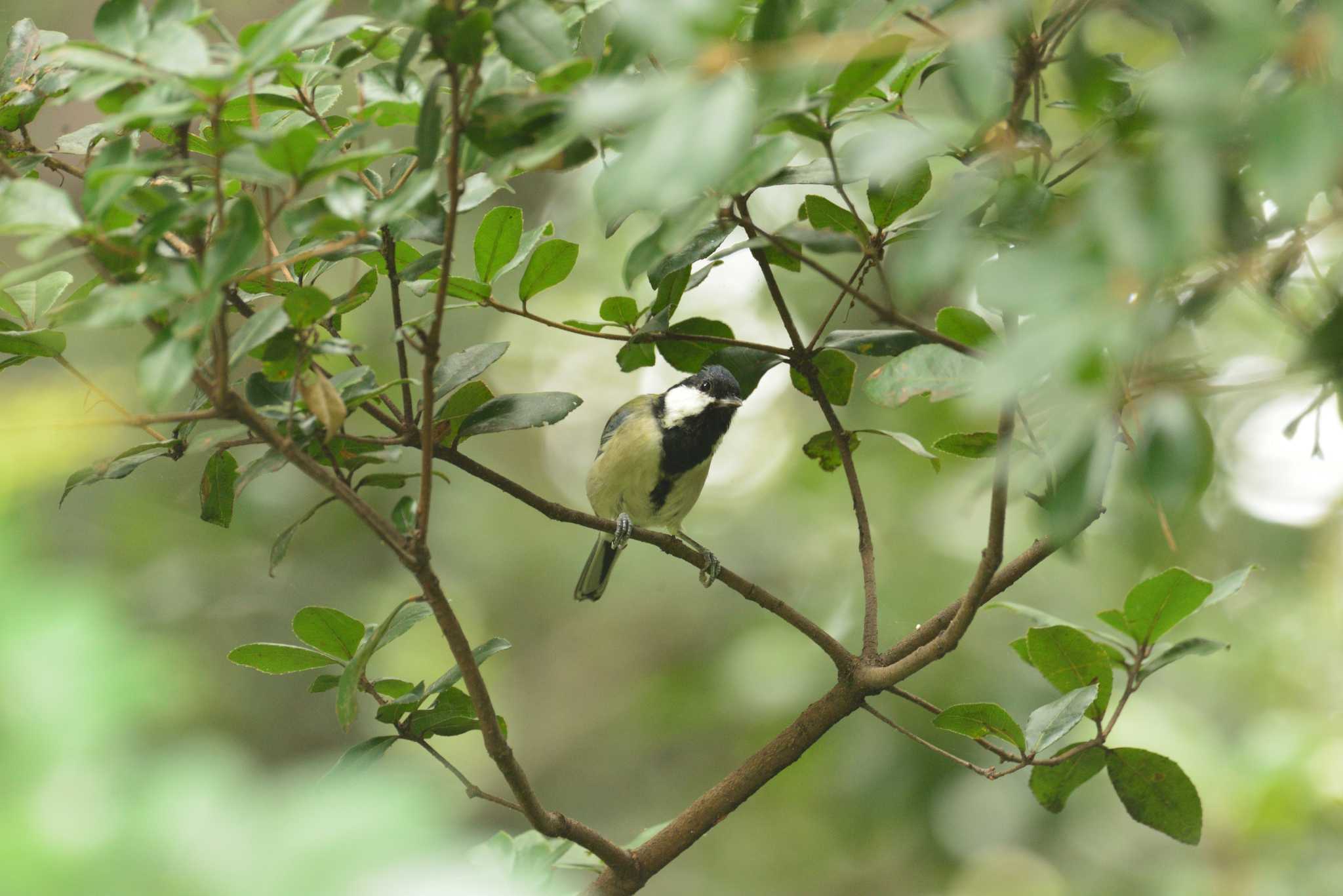 東京港野鳥公園 シジュウカラの写真 by 80%以上は覚えてないかも