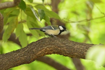 Sat, 9/19/2020 Birding report at 東京都港区