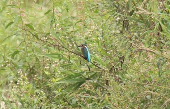 カワセミ 十勝川河川敷 2020年9月16日(水)