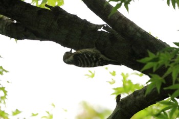 Japanese Pygmy Woodpecker Koishikawa Korakuen Sat, 6/4/2016