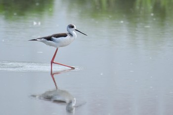 Black-winged Stilt Unknown Spots Sat, 9/19/2020