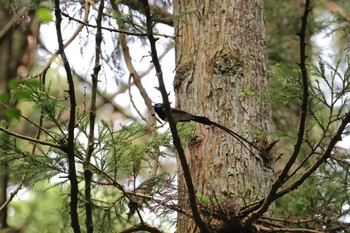 サンコウチョウ 神奈川 林道 2016年6月26日(日)