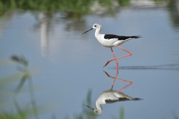 Black-winged Stilt Unknown Spots Sat, 9/19/2020