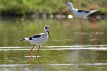 Black-winged Stilt Unknown Spots Sat, 9/19/2020