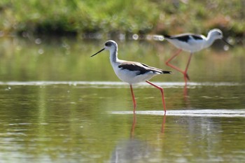 Black-winged Stilt Unknown Spots Sat, 9/19/2020