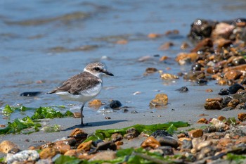 シロチドリ 魚住海岸 2020年8月30日(日)