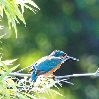 カワセミ 場所が不明 2016年6月27日(月)