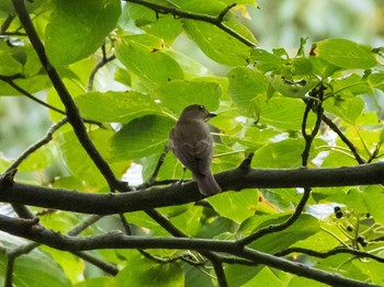 2020年9月19日(土) 六義園の野鳥観察記録