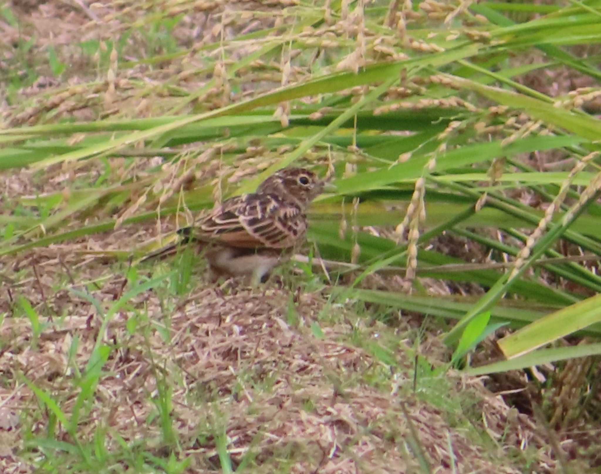 タヒバリ