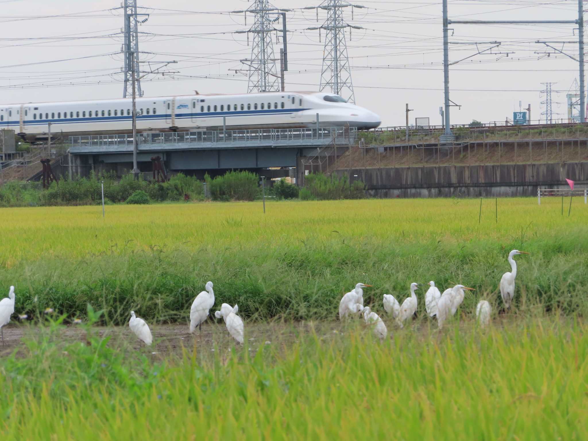 平塚田んぼ ダイサギの写真 by ゆ