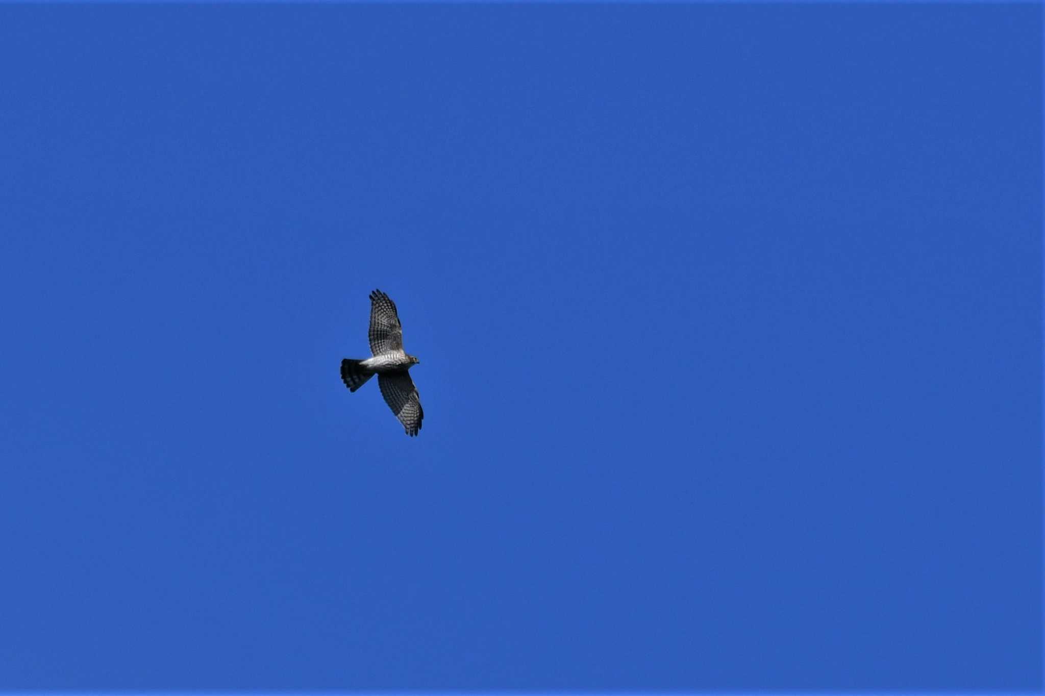 Photo of Japanese Sparrowhawk at Shirakaba-touge by Semal