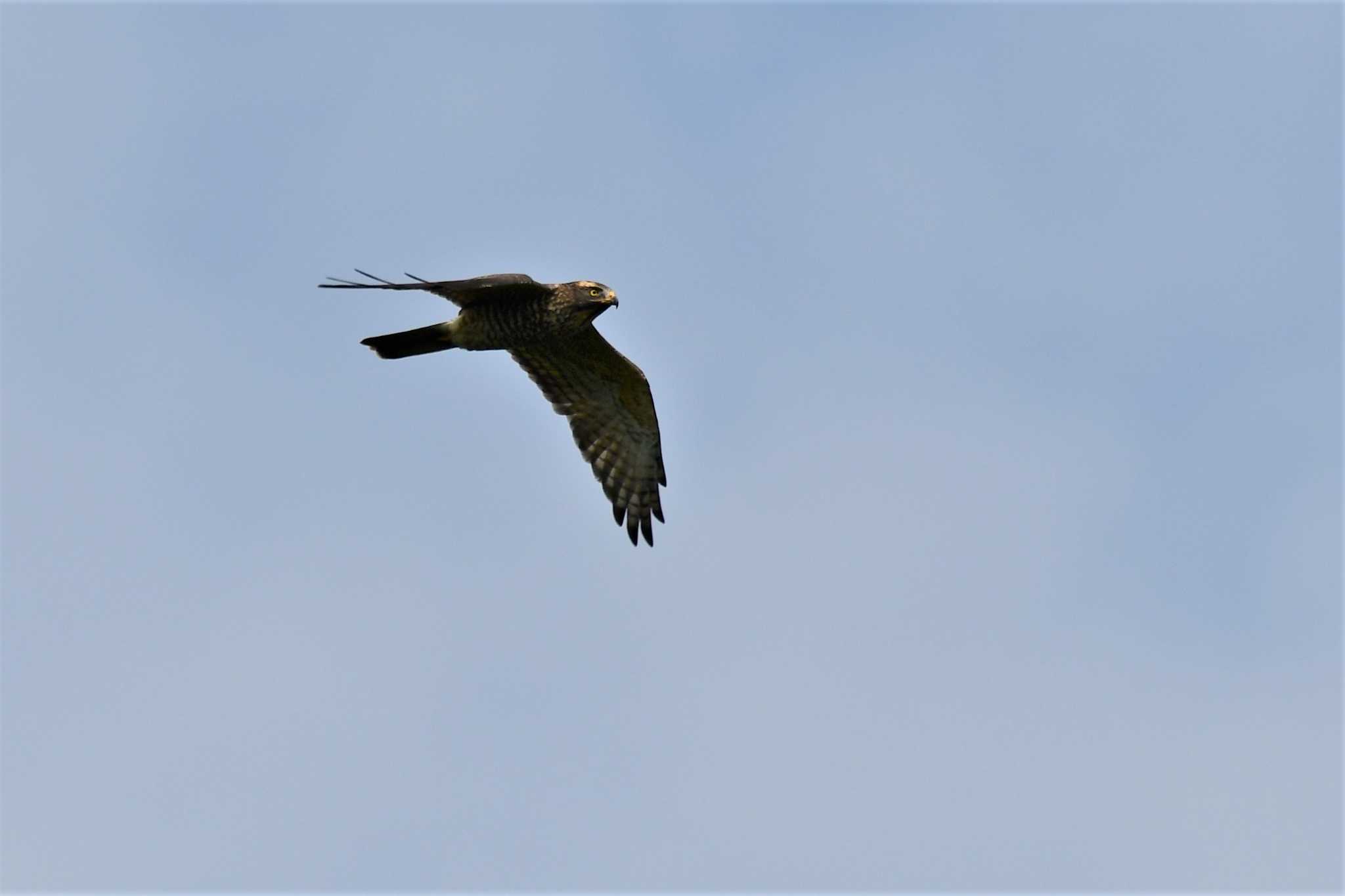 Grey-faced Buzzard